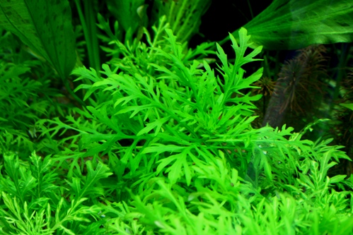 Hygrophila difformis