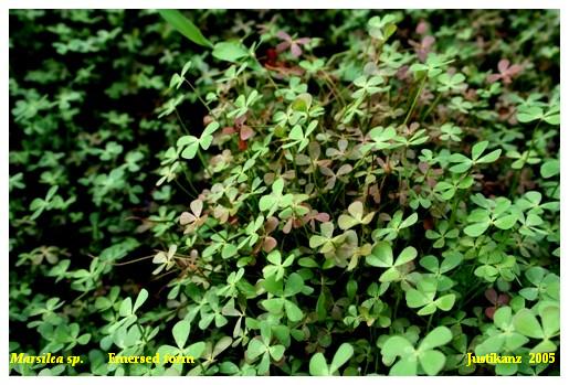 Marsilea sp.