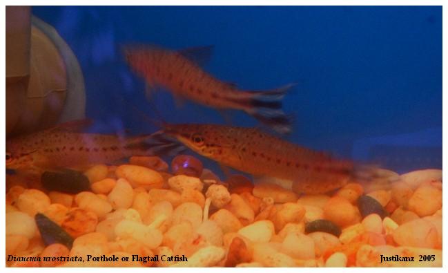 Porthole or Flagtail Catfish, Dianema urostriata