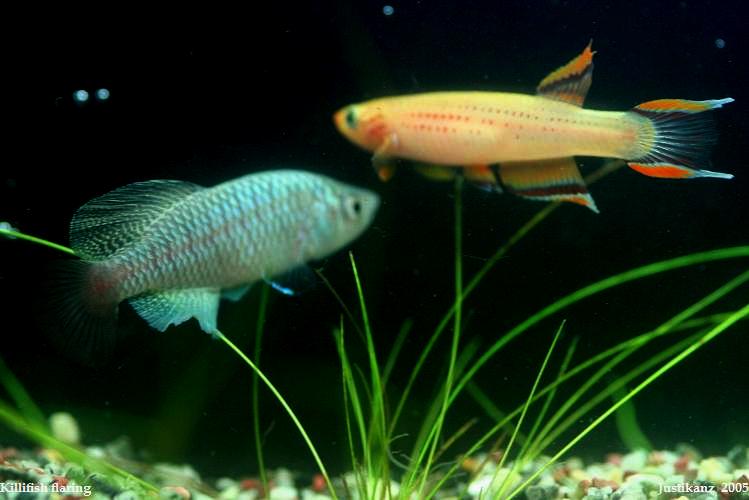 Killifish