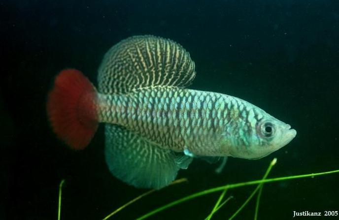 Killifish