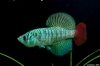 Killifish