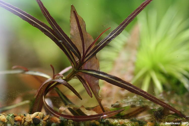 Hygrophila sp.