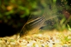 Corydoras sp.