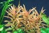 Ammannia gracillis