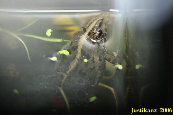 Reed Frog