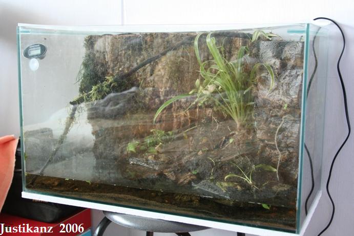 Justikanz's vivarium - beginning