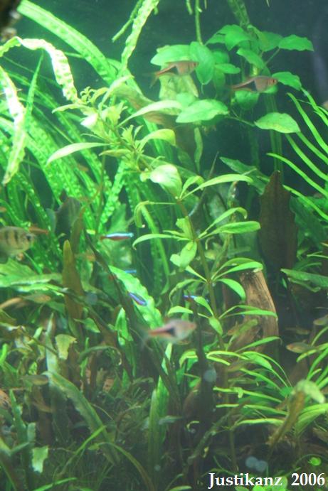 Ludwigia sp.?