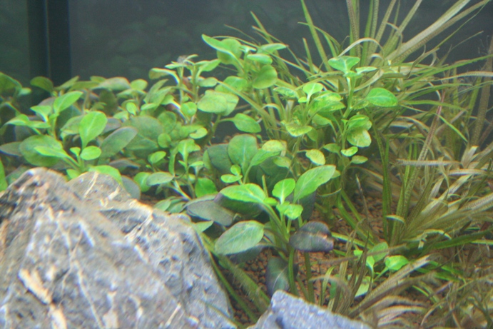 Lobelia cardinalis