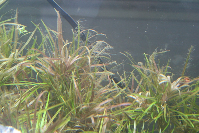Blyxa japonica with hair algae