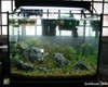 Justikanz's 2ft tank