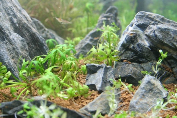 Ranunculus papulentus