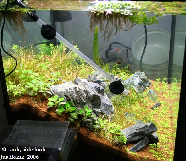 Justikanz's 2ft tank, side look