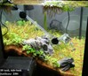 Justikanz's 2ft tank, side look