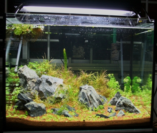 Justikanz's 2ft tank