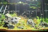 Justikanz's 2ft tank