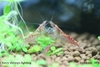 Cherry shrimps fighting