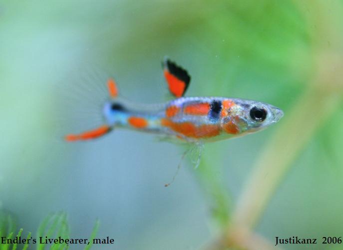 Endler's Livebearer, male