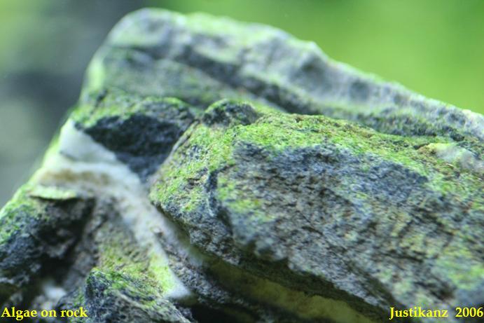 Algae on rock