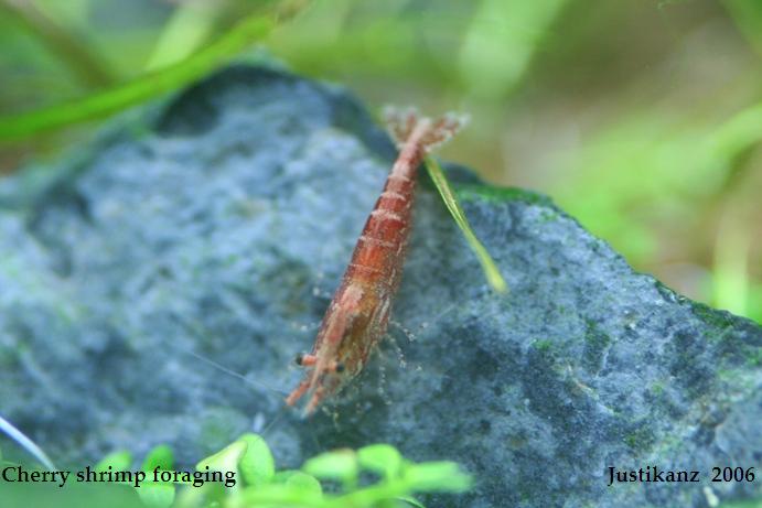 Cherry shrimp
