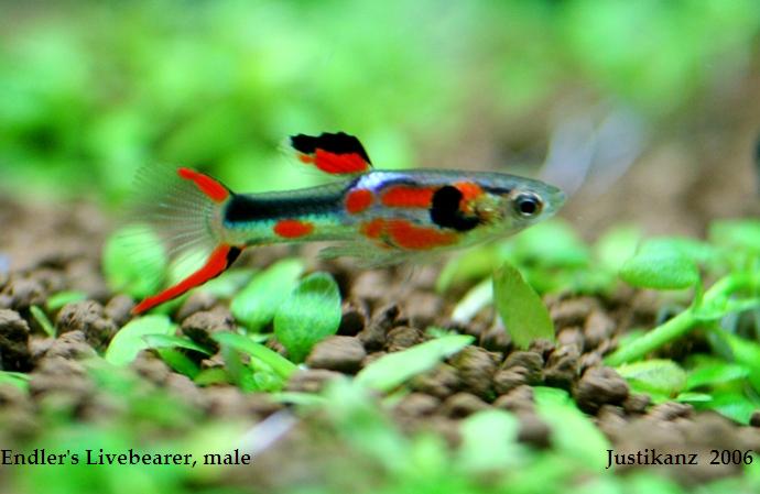 Endler's Livebearer, male