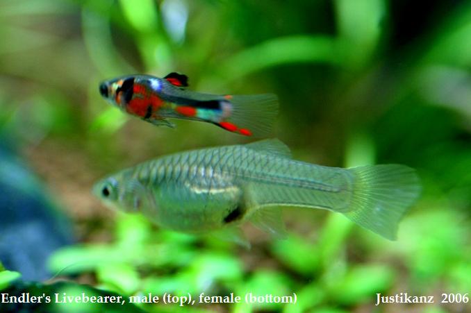 Endler's Livebearer, pair