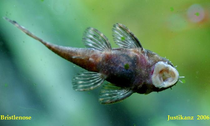 Bristlenose