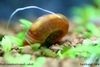 Red Ramshorn Snail