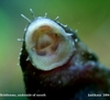 Bristlenose's mouth