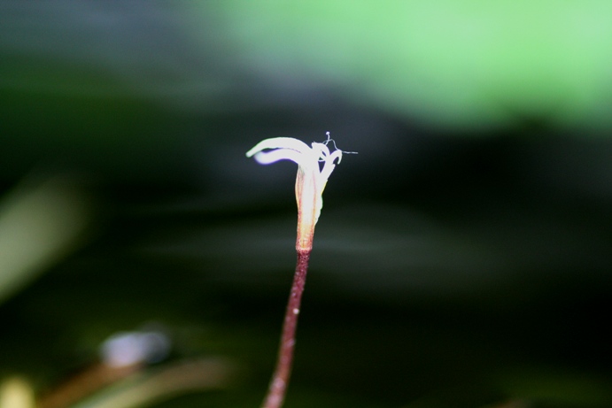 Blyxa japonica flower