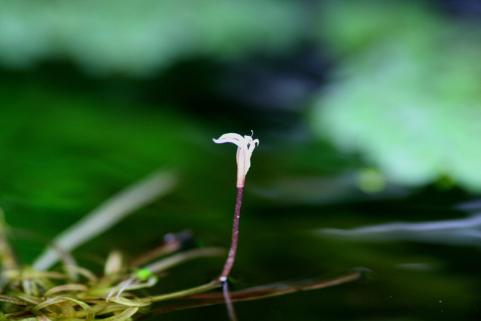 Blyxa japonica flower