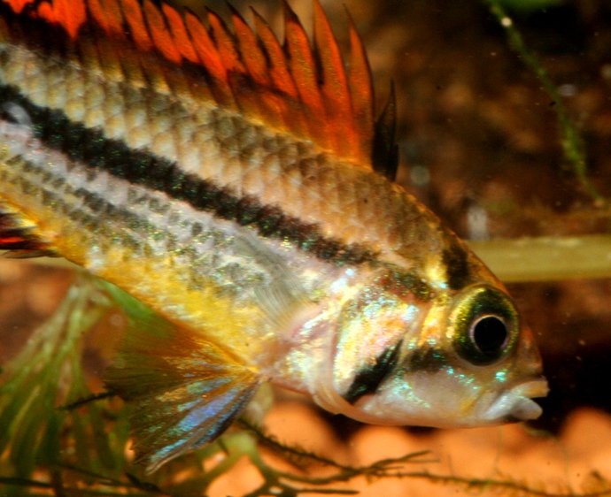 Apistogramma cacatuoides