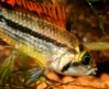 Apistogramma cacatuoides