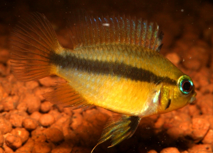 Apistogramma sp.