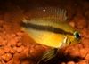 Apistogramma sp.