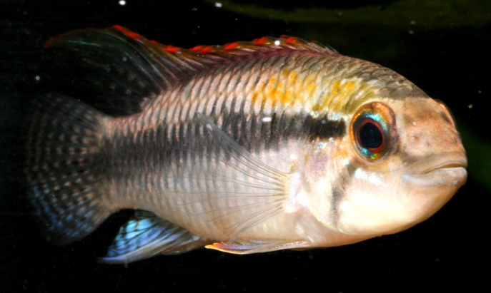 Apistogramma sp.