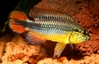 Apistogramma sp.