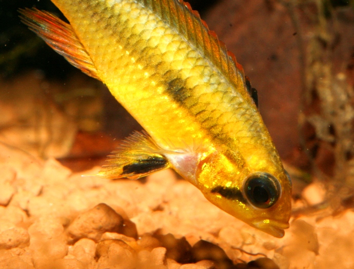 Apistogramma sp.