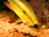 Apistogramma sp.