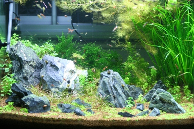 Justikanz's 2ft tank - April 06's scape