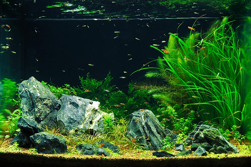 Justikanz's 2ft tank - submission for ADA06