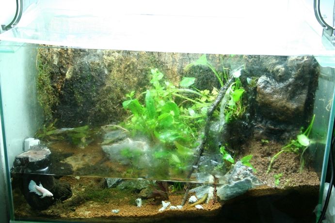 Justikanz's vivarium