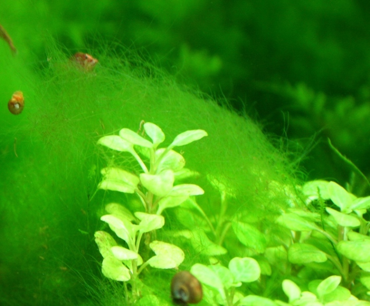 'Smelly' hair algae