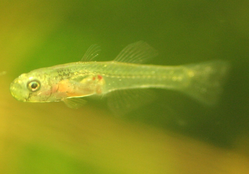 Glass goby