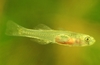 Glass goby