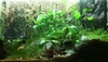 Justikanz's vivarium