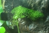 Justikanz's vivarium plants - moss
