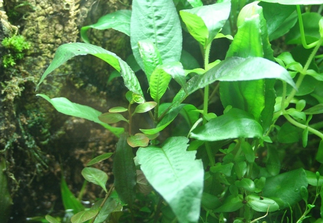 Justikanz's vivarium plants - Hygrophila sp.