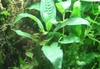 Justikanz's vivarium plants - Hygrophila sp.