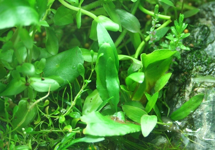 Justikanz's vivarium plants - crypt wendtii 'green'